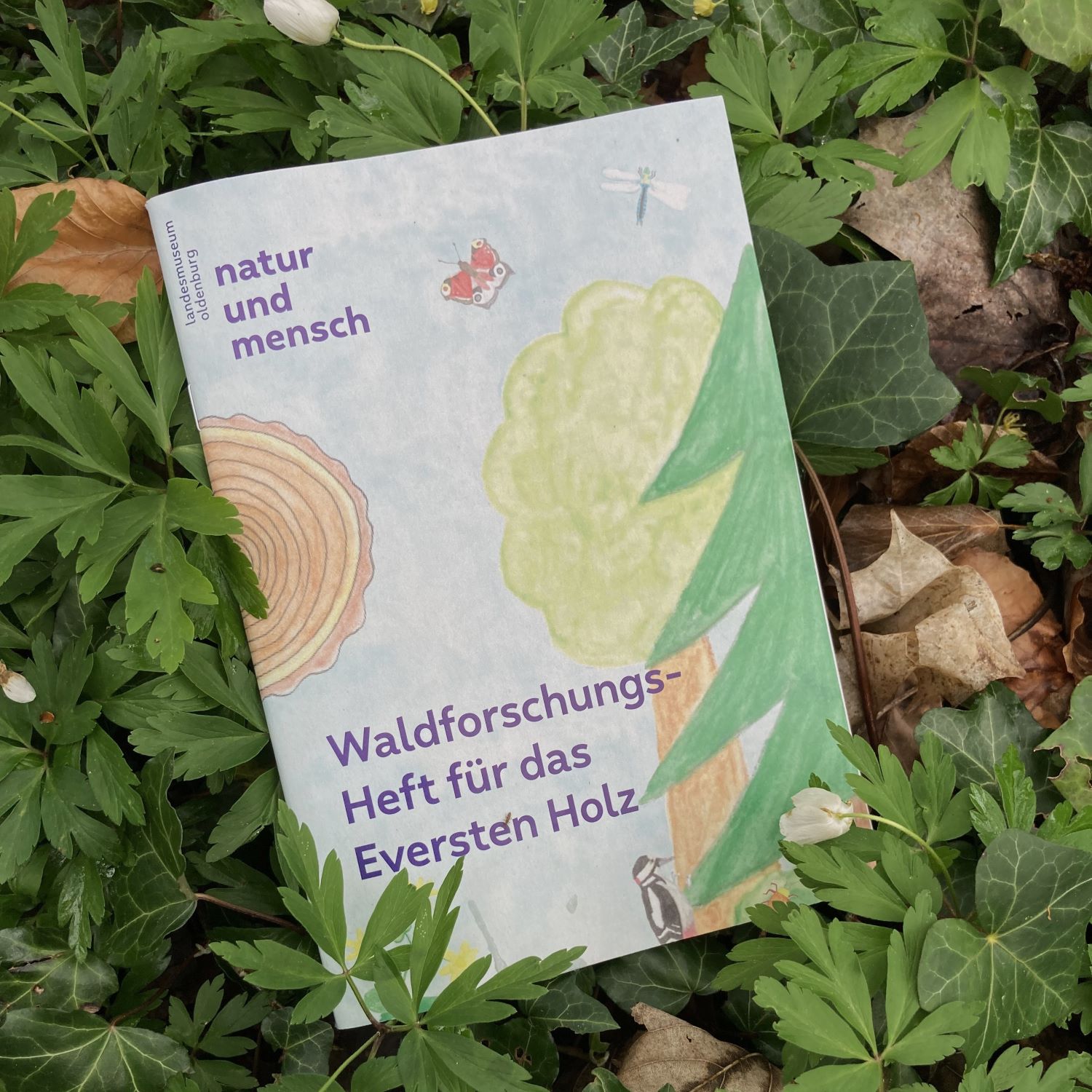 Waldforschungsheft für das Eversten Holz zwischen Blättern liegend