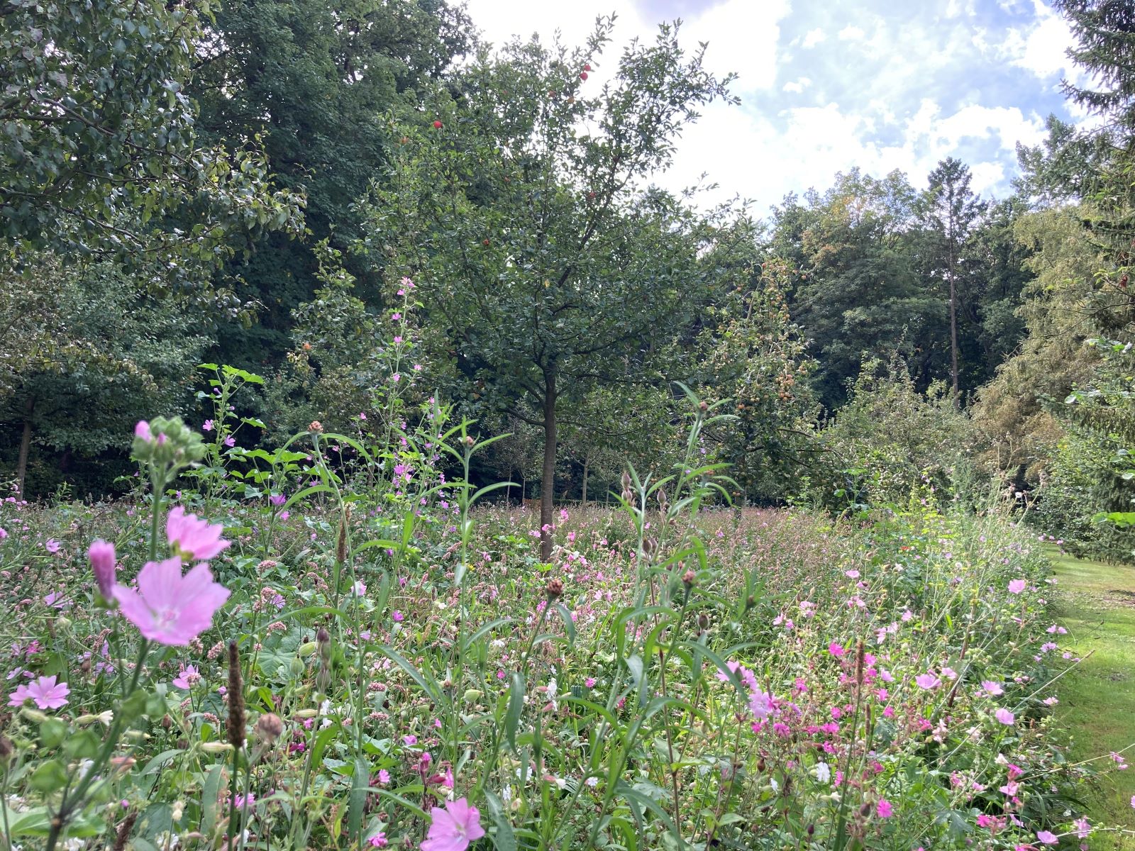 Blühende Blumen unter Apfelbäumen