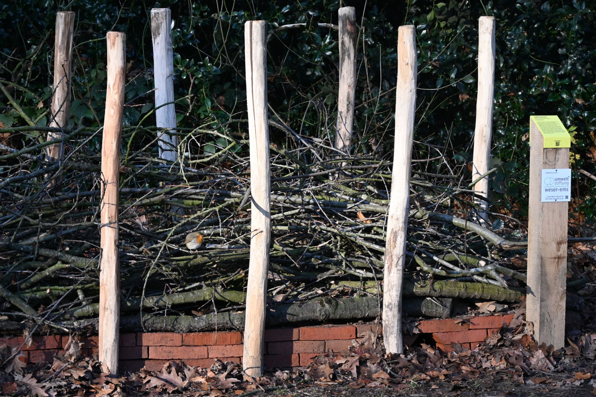 Rotkehlchen sitzt auf den Zweigen der Lebenshecke