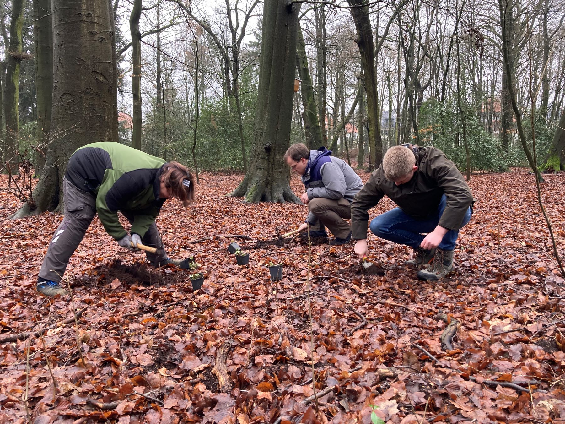 Drei Menschen beim Pflanzen im Wald