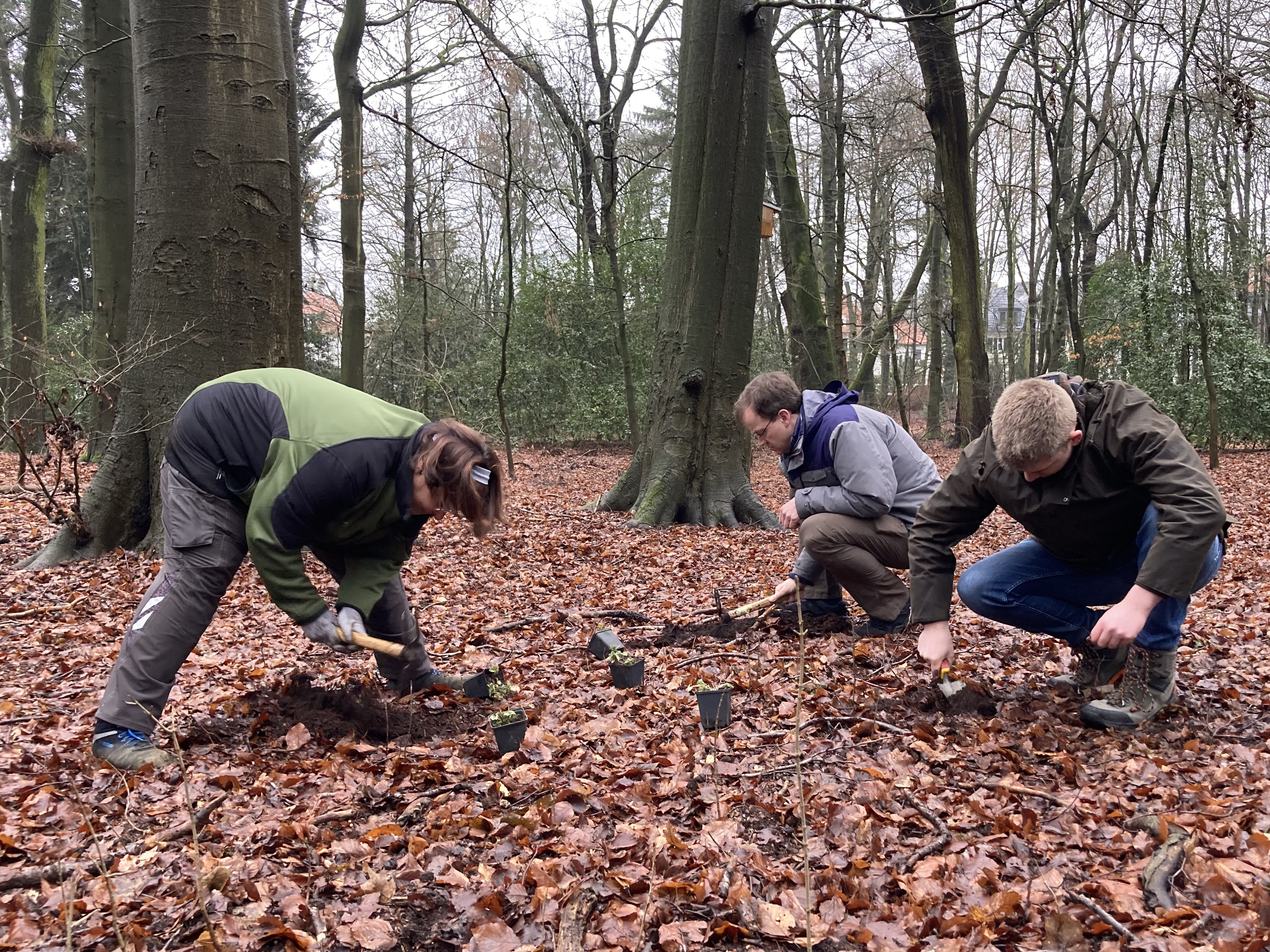 Martina Klinger, Prof. Dr. Dirk Albach und Till Stommel (v.l.) beim Pflanzen von Buschwindröschen, Scharbockskraut und Goldnesseln im Eversten Holz. Foto: Klimaoasen Oldenburg.