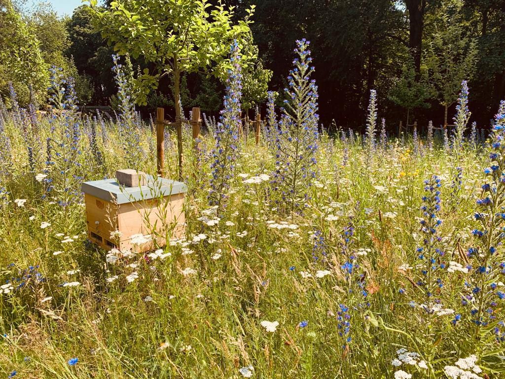 Ein Bienenstock inmitten einer bunt blühenden Wiese