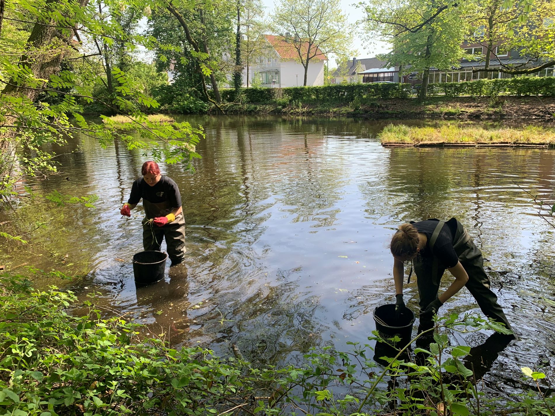 Zwei junge Frauen stehen im Wasser und pflanzen eine neue Uferbepflanzung